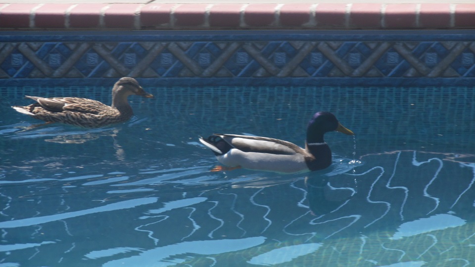 Ducks in my pool before a storm