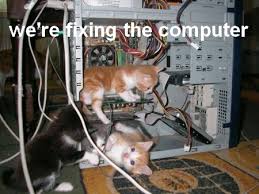 Cat Computer.jpg